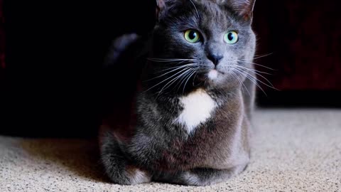 Cute Cat❤️