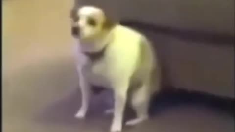 Cute Dog's Funny Dance