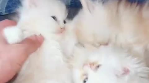 Kitten Meowing |Cat Sound| Cute Cat Videos #shorts #cat #puppy #catlover #catfunnyshorts #luca #cute