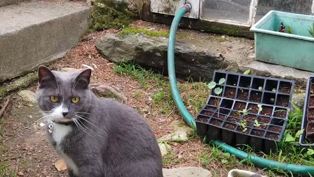 Cat