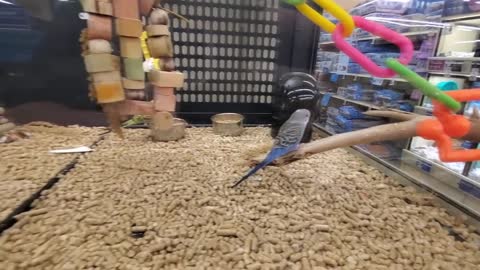 EXPLORING PETSMART ! ANIMAL FRIENDS EVERYWHERE!