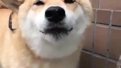 🤣 Awesome Funny Pet Animals Life Videos 😇