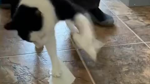 I pranked with my cat - Most funny and enjoyable moment . Must Watch