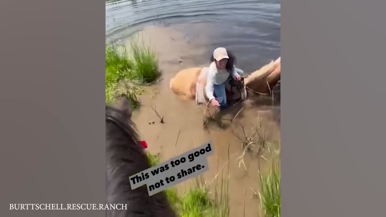 Funniest Animals Videos 2024 😄