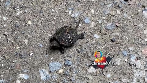 BABY SNAPPING TURTLE!