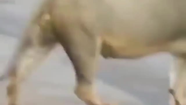 Cute animal behavior makes you happy