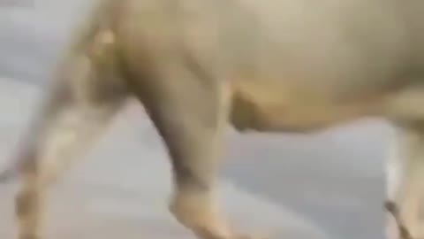 Cute animal behavior makes you happy