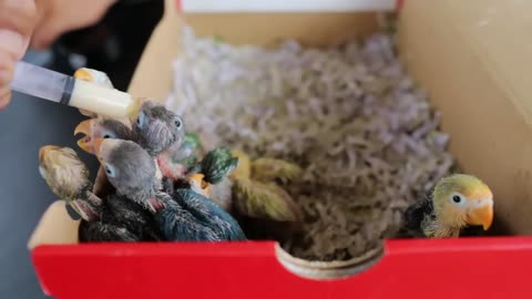 Make Millions in Rabbit Farming - Raising Hundreds of Chickens, Rabbits And Ducks with Zero Expenses