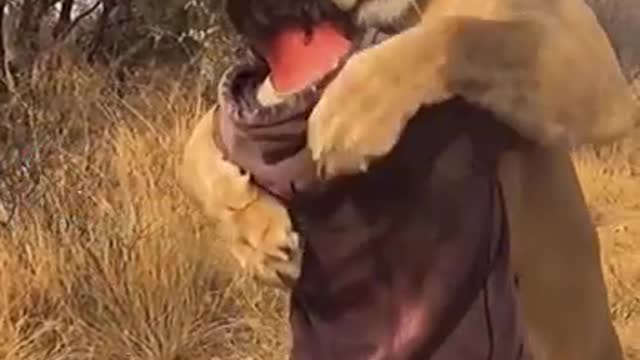 lion's wonderful reaction to human