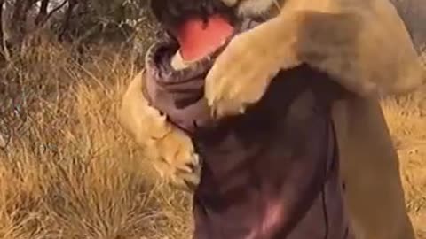 lion's wonderful reaction to human
