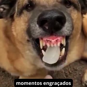😂😂 vídeos engraçados de cães e gatos 😸🐶