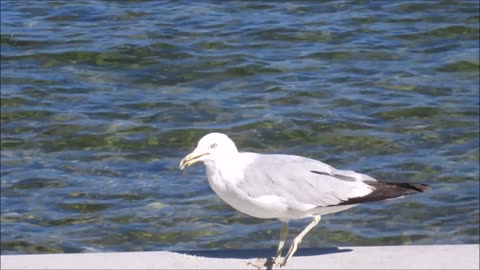 GULL