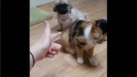 Try Not To Laugh or Grin While Watching Funny Animals Compilation #24
