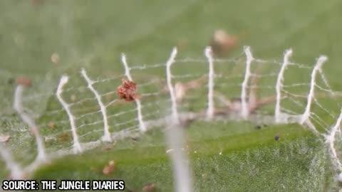 Top 10 Bizarre Creatures Discovered In Unusual Places