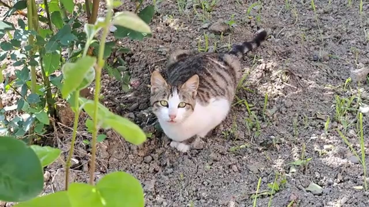 Cute cats who are afraid of each other eat food.