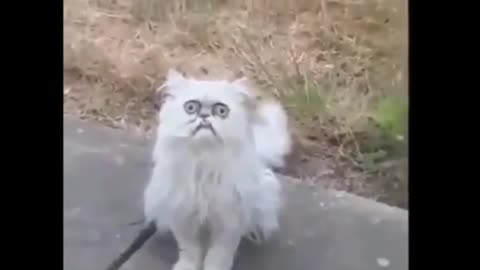 Fack'in Cat - LOL