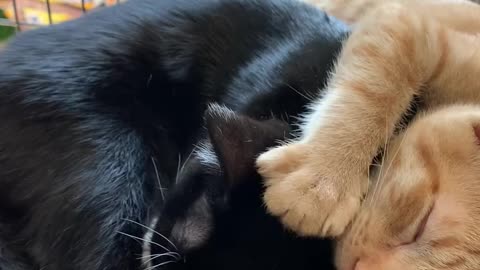 Cat love