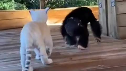 Must shee very funny animal video