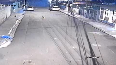 Dogs making people fall 1