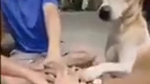 #funny animals video short 😁😁