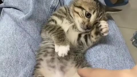 Funny Cat Angry Mood Now