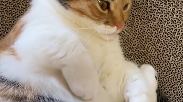 BEAUTIFUL KITTEN THAT LOOKS LIKE A RUBBER TOY! - FUNNY CATS AND CUTE.