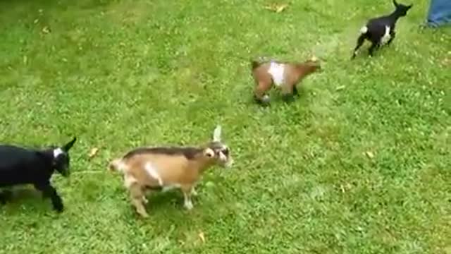 Lovely and funny animals