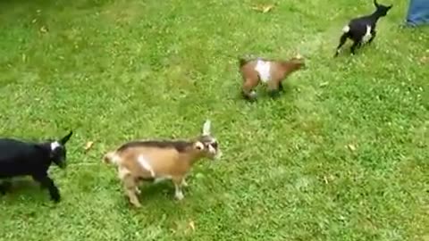 Lovely and funny animals