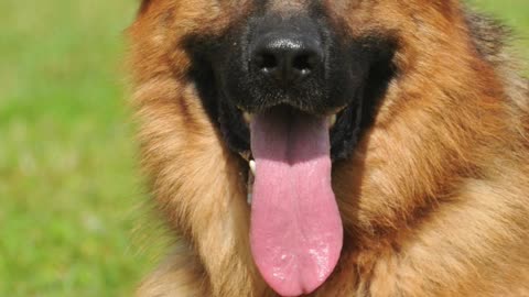 Top 10 Most Popular Dog Breeds in the USA Part 2