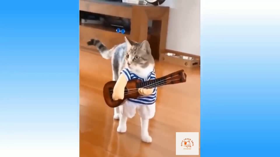 Cute π cate funny moments and compilation video π€£πΈπ½πΈπ½