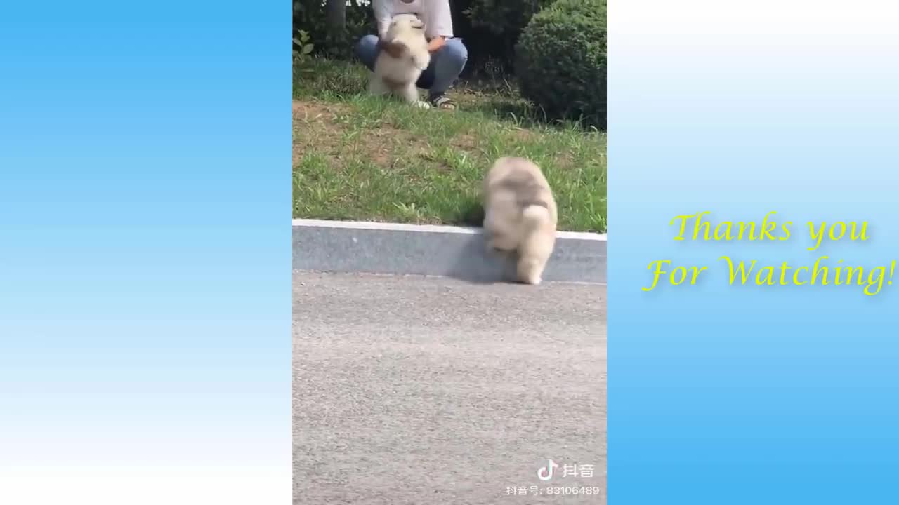 Can't Get Enough of Super Cute Pets and Funny Animals Compilation