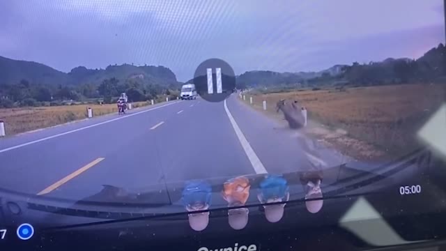 Driver Can't Avoid Collision with Buffalo