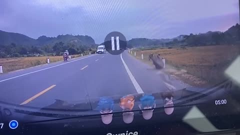 Driver Can't Avoid Collision with Buffalo