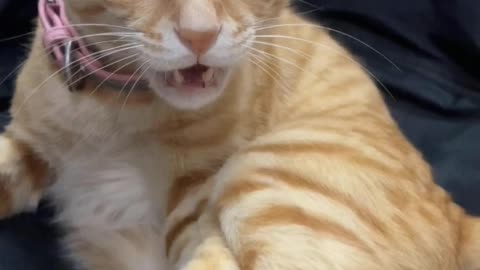 I extend two fingers, and the cat will get stuck