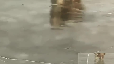 Jump up