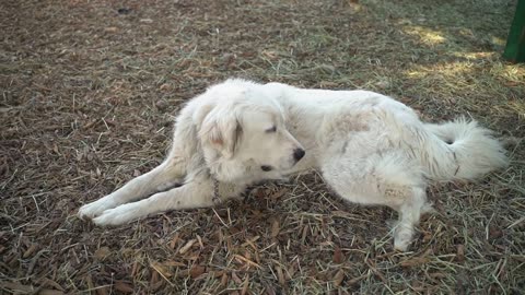 A White Dog Lying Down.