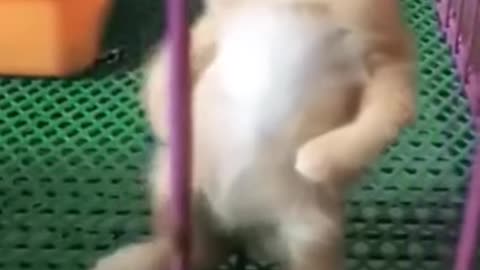 Cat funny moments 🐈🐈🐈🐈
