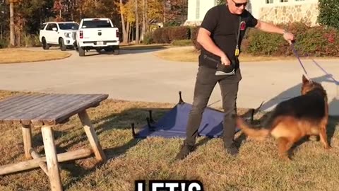 Dogs training