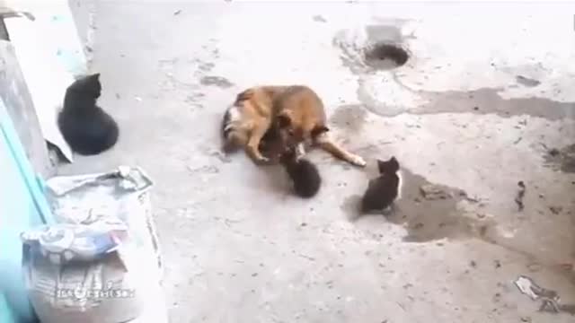 Mother cat with kittens came to meet an old friend.