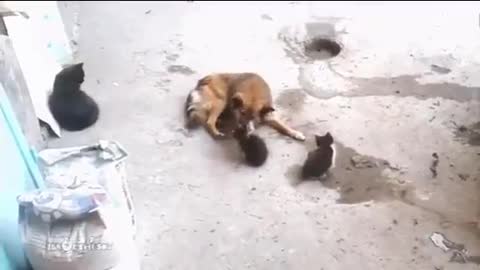 Mother cat with kittens came to meet an old friend.