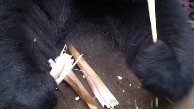 The cuddly giant panda really eats fresh bamboo as if nothing had happened