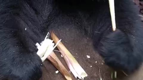 The cuddly giant panda really eats fresh bamboo as if nothing had happened