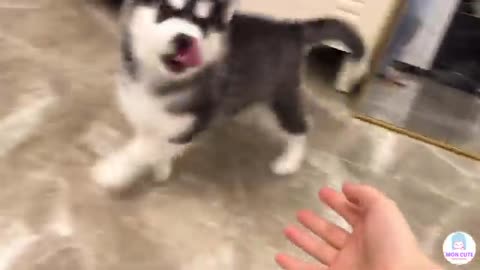 Cute dog and cat videos ♥ Best funny animal moments 2023 P1