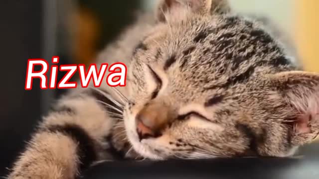 Cat behaviour