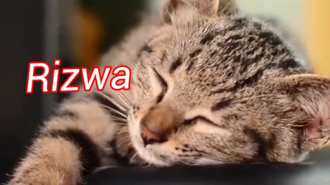 Cat behaviour