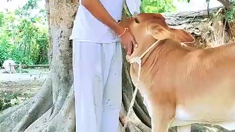 कंकाली कसाई के दोस्ती 😂😂😂 #reel #comedy #video #sonumalang