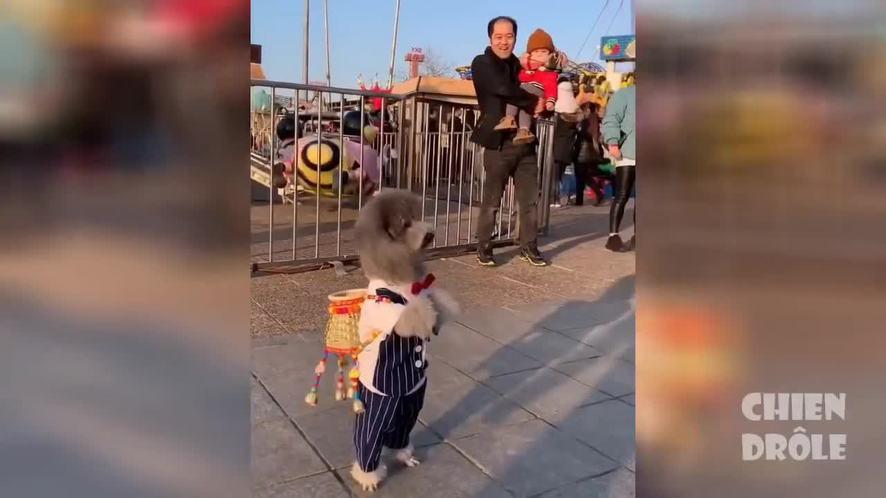 Essayer De Ne Pas Rire✪ Vidéos Drôles de Chiens, Funny Dog Videos