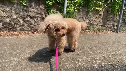 The dog feels the wind