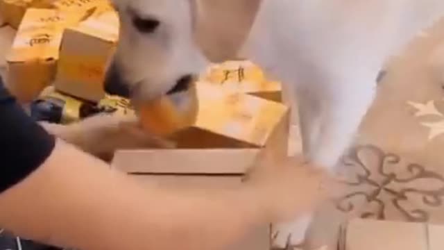 Watch This Adorable Cute and Smart Dogs Compilation