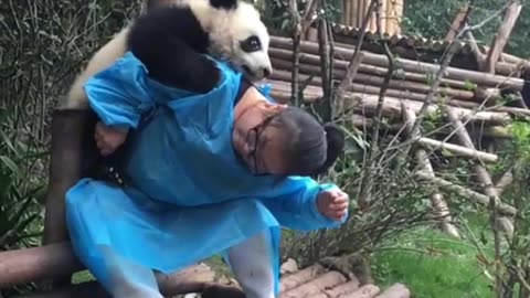 Panda bears and caretaker